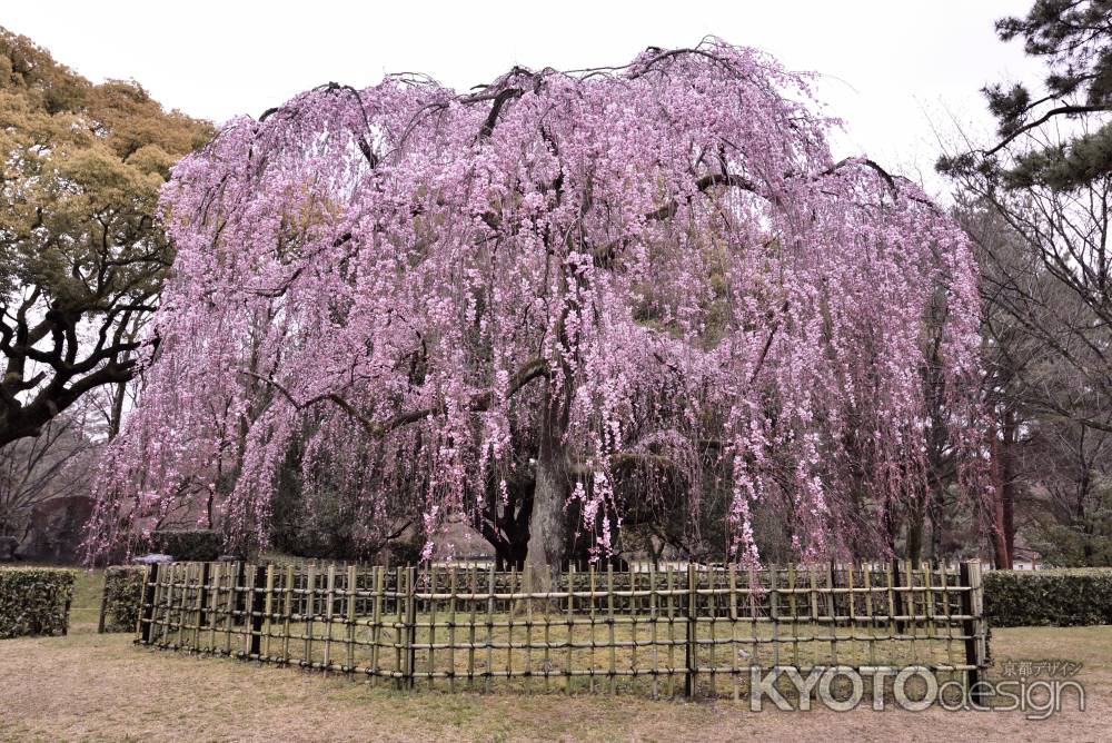 出水の桜（2017-４）