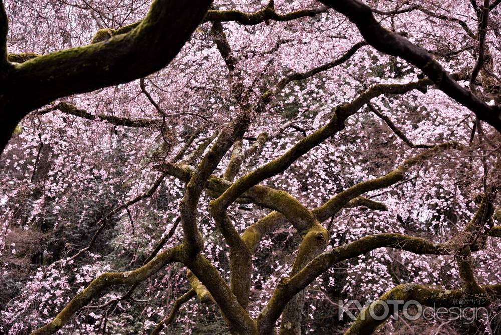 近衛邸跡・糸桜（２０１７-1）