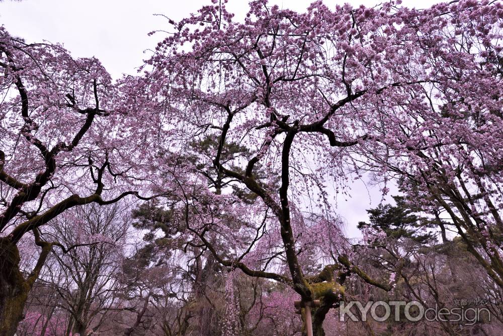 近衛邸跡・糸桜（２０１７-２）