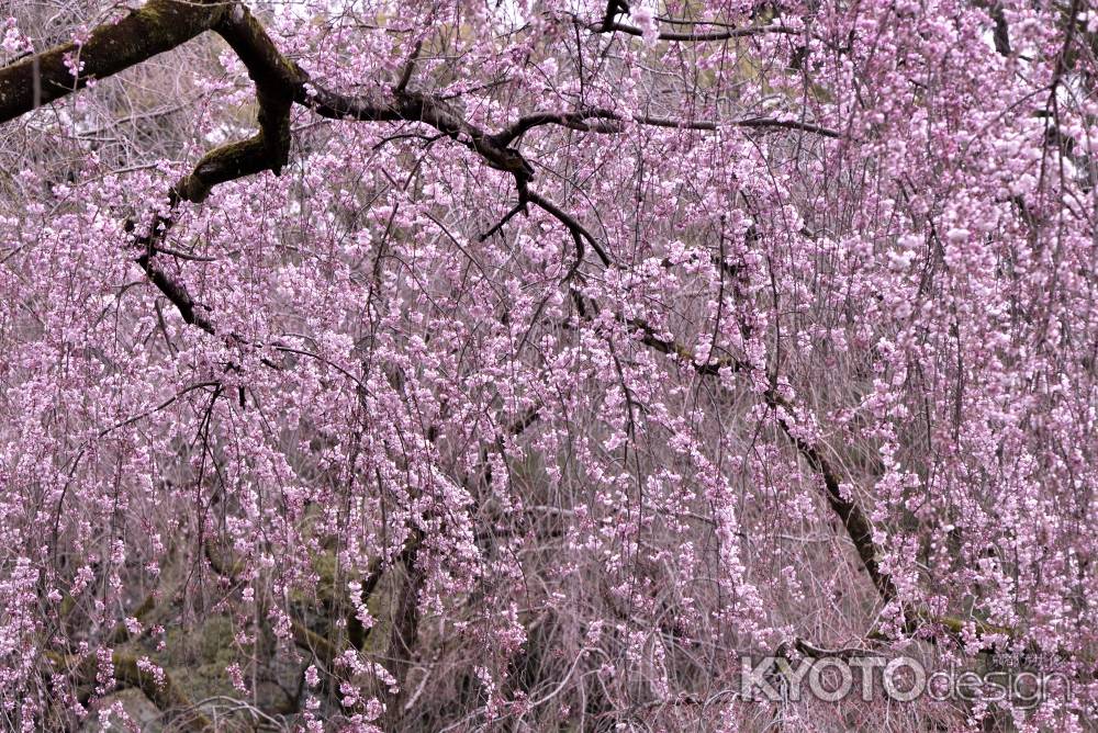 近衛邸跡・糸桜（２０１７-３）