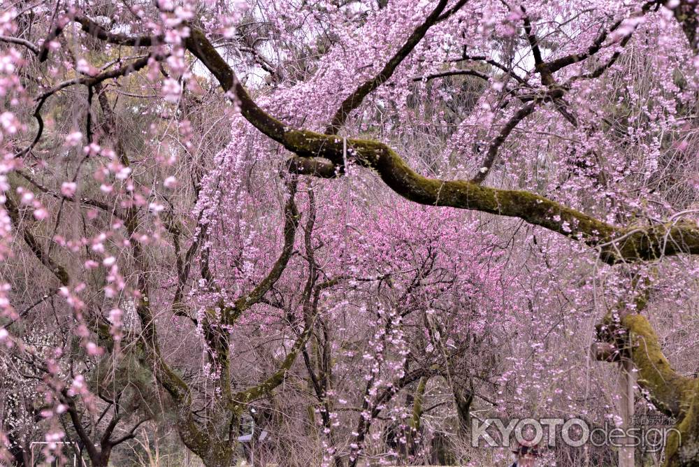 近衛邸跡・糸桜（２０１７-４）