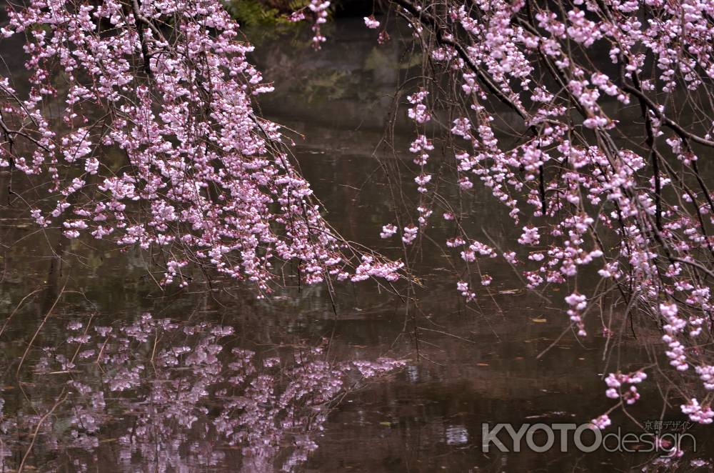 近衛邸跡・糸桜（２０１７-５）