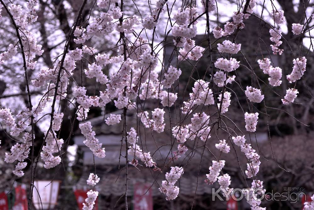 長建寺の糸桜（２０１７-５）