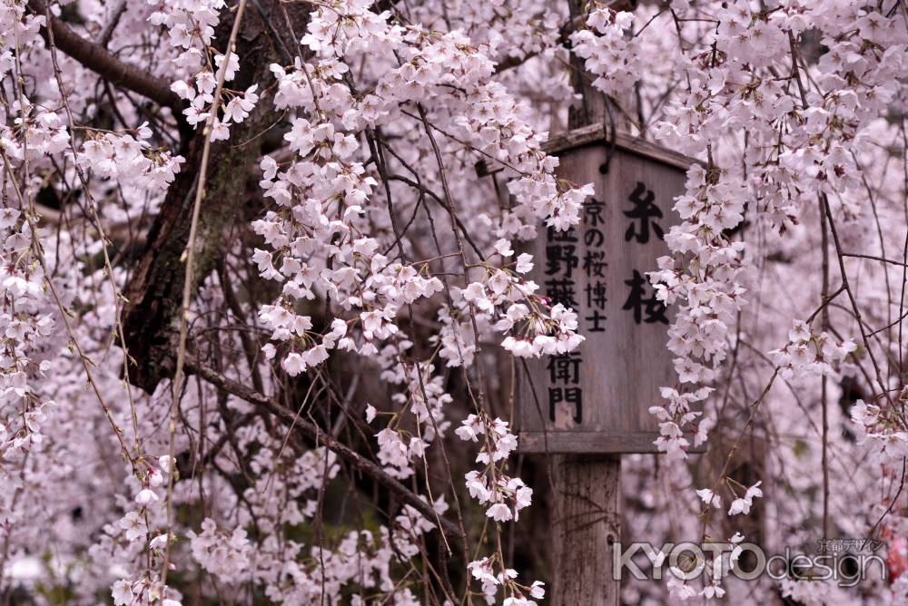 長建寺の糸桜（２０１７-６）