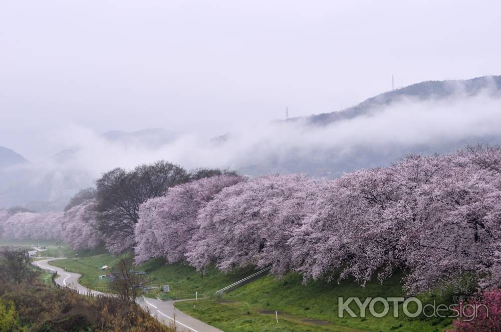 霧に煙る背割堤