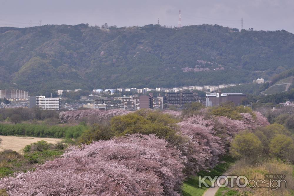 展望台から背割堤を