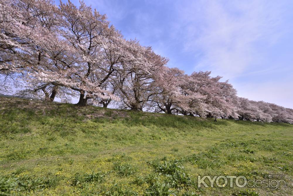 横から背割堤（１）