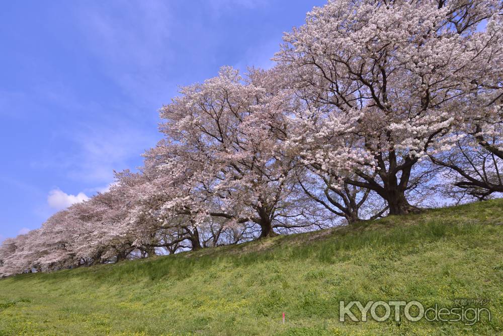 横から背割堤（２）