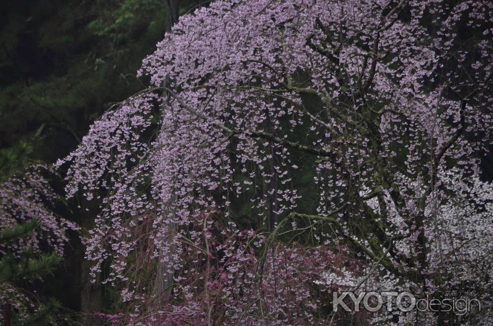 醍醐の桜（１）