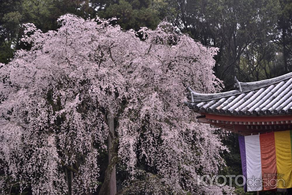 醍醐の桜（２）