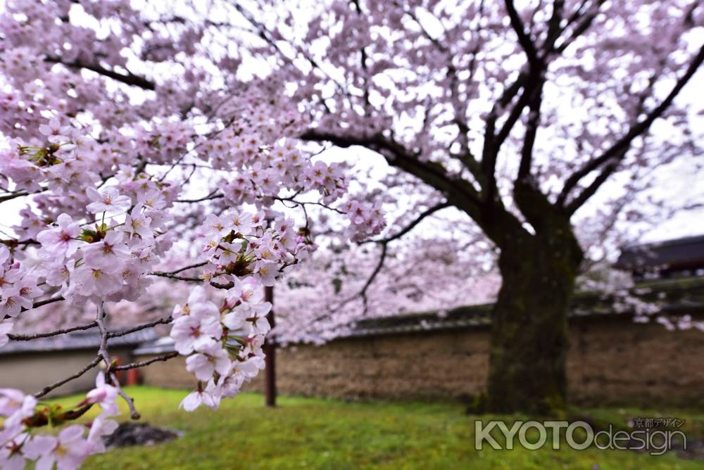 醍醐の桜（３）