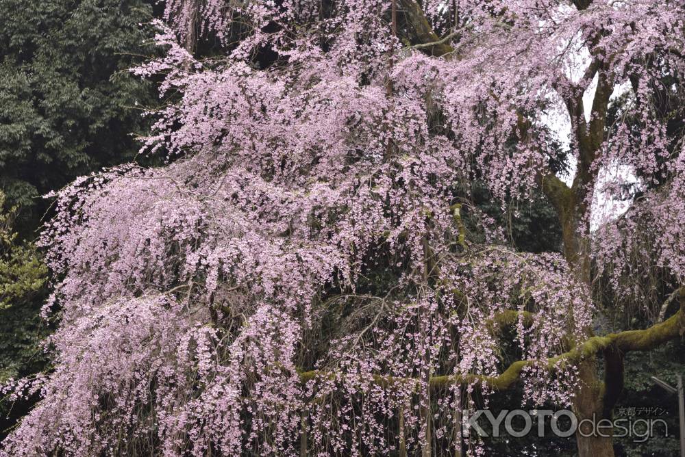 醍醐の桜（４）