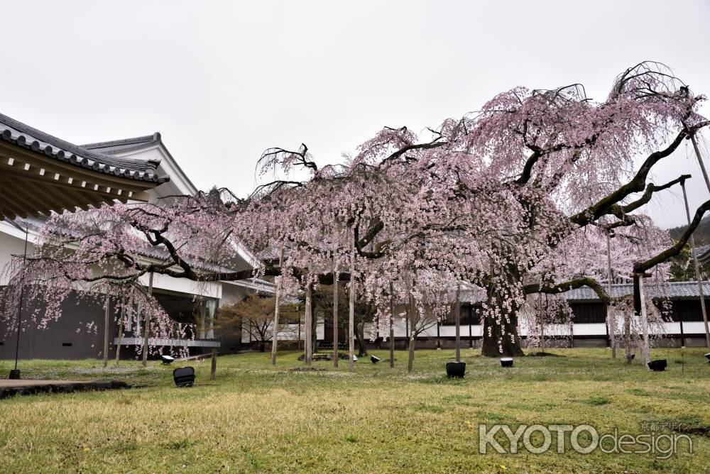 醍醐の桜（５）