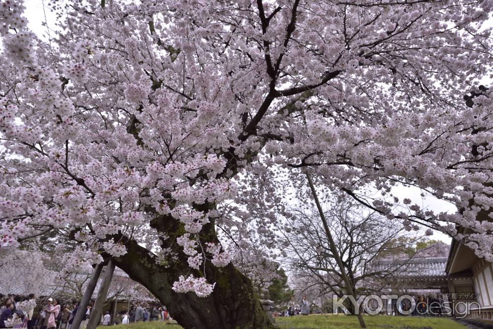 醍醐の桜（６）