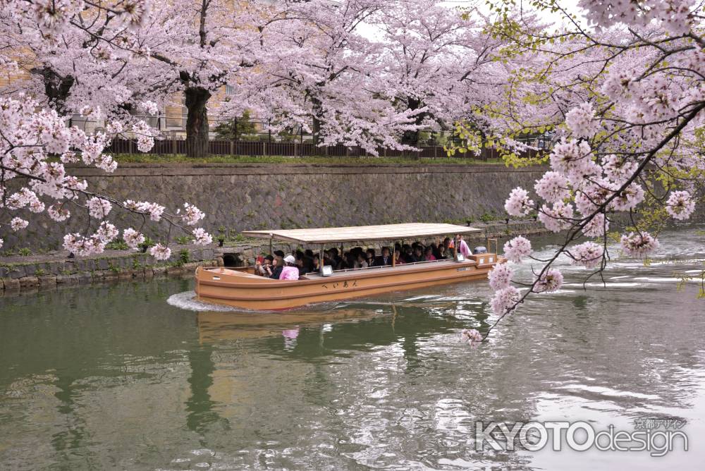 疎水の桜