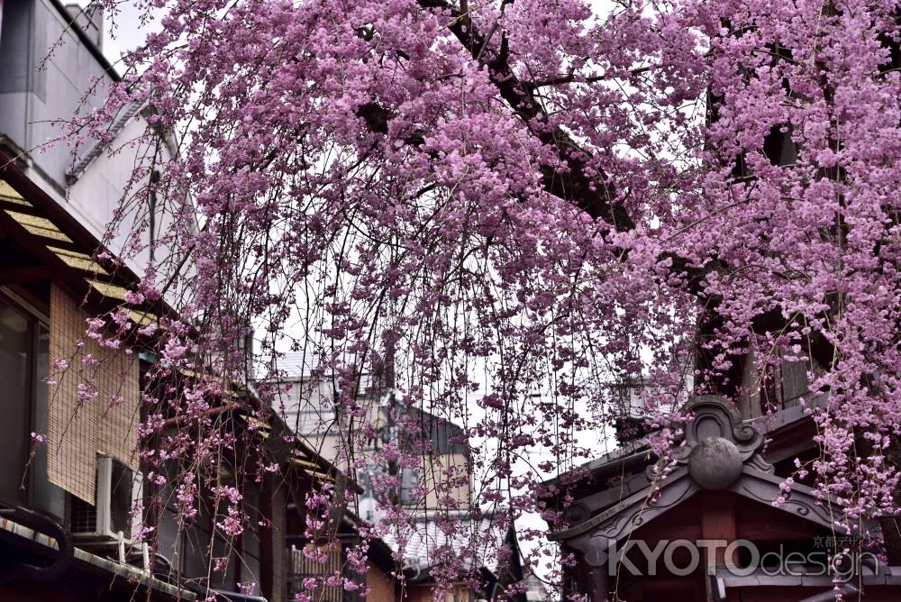 祇園白川・枝垂れ