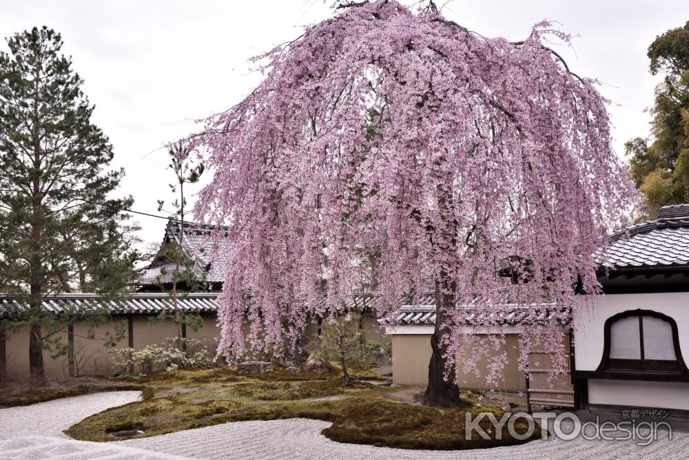 高台寺・枝垂れ