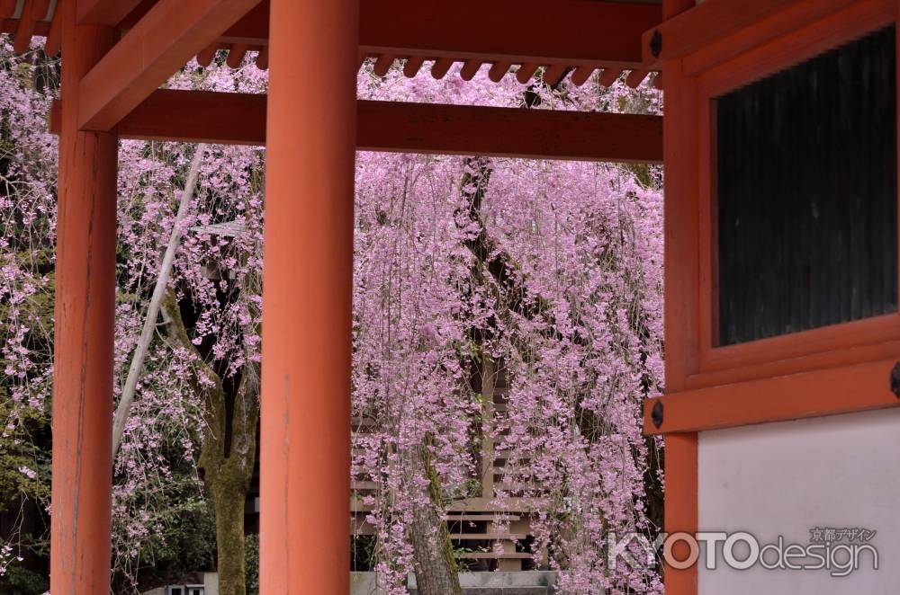 平安神宮神苑の桜（１）