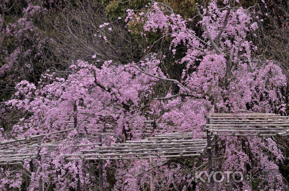 平安神宮神苑の桜（２）