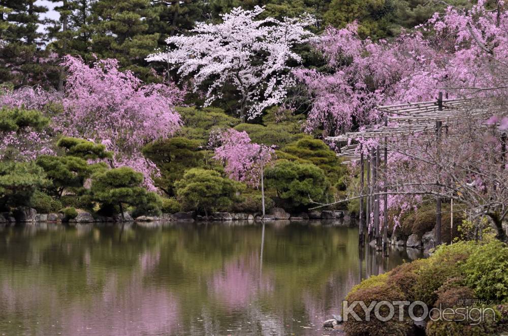 平安神宮神苑の桜（３）