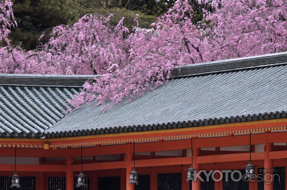 平安神宮神苑の桜（５）