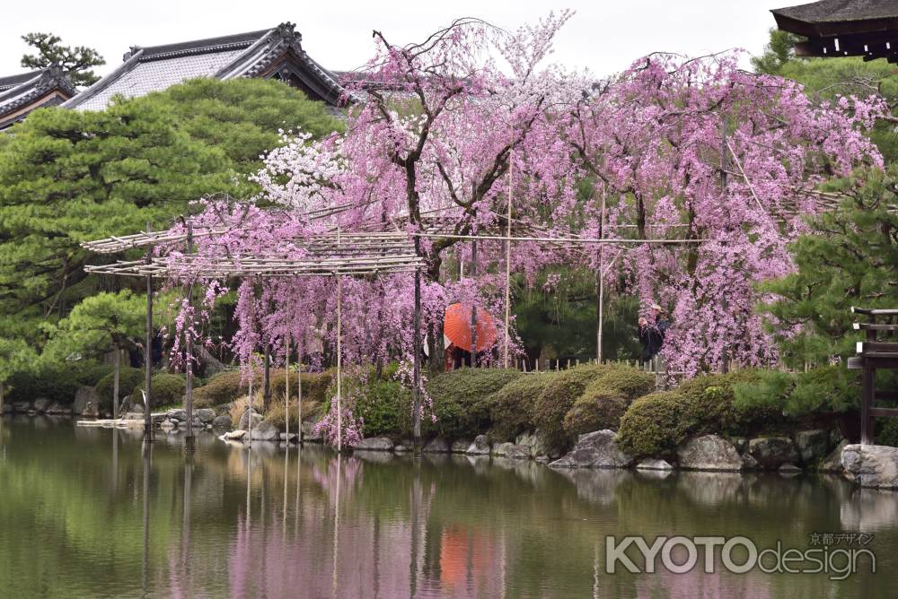 平安神宮神苑の桜（７）