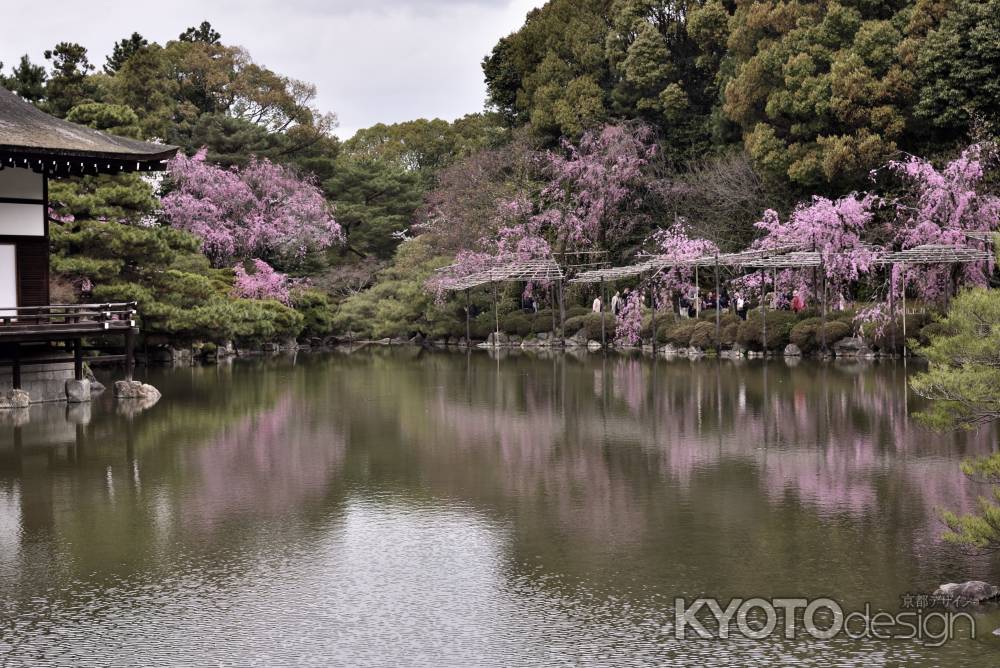 平安神宮神苑の桜（１１）