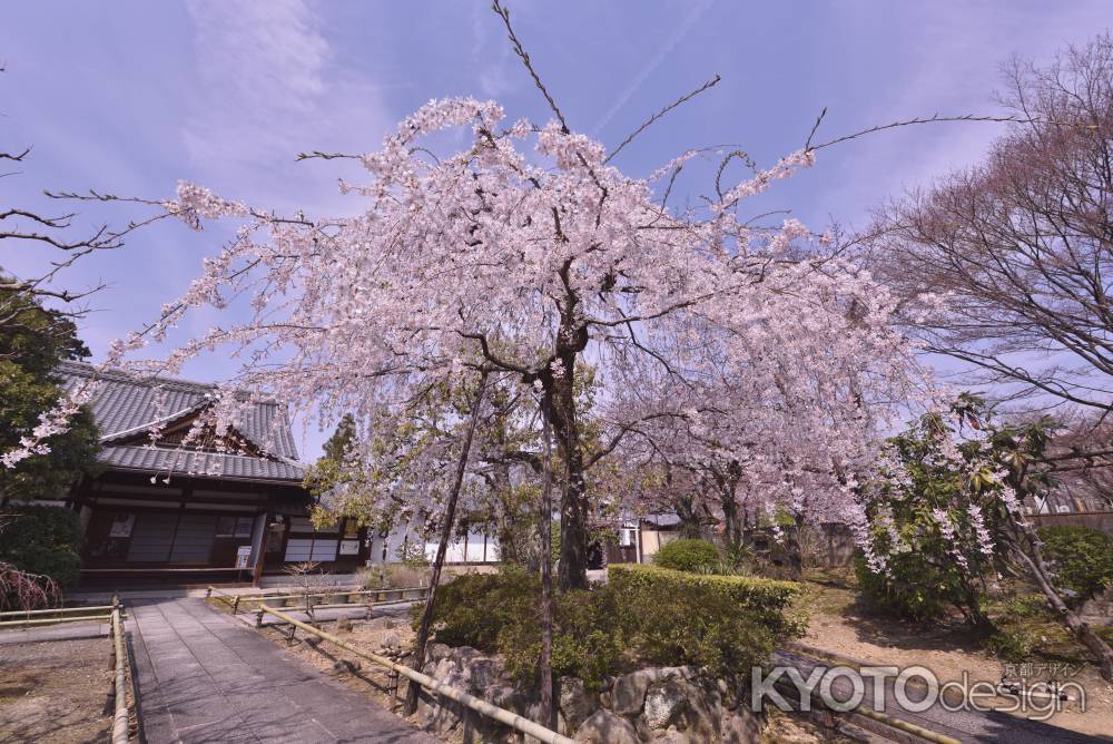 上品蓮台寺の桜（１）