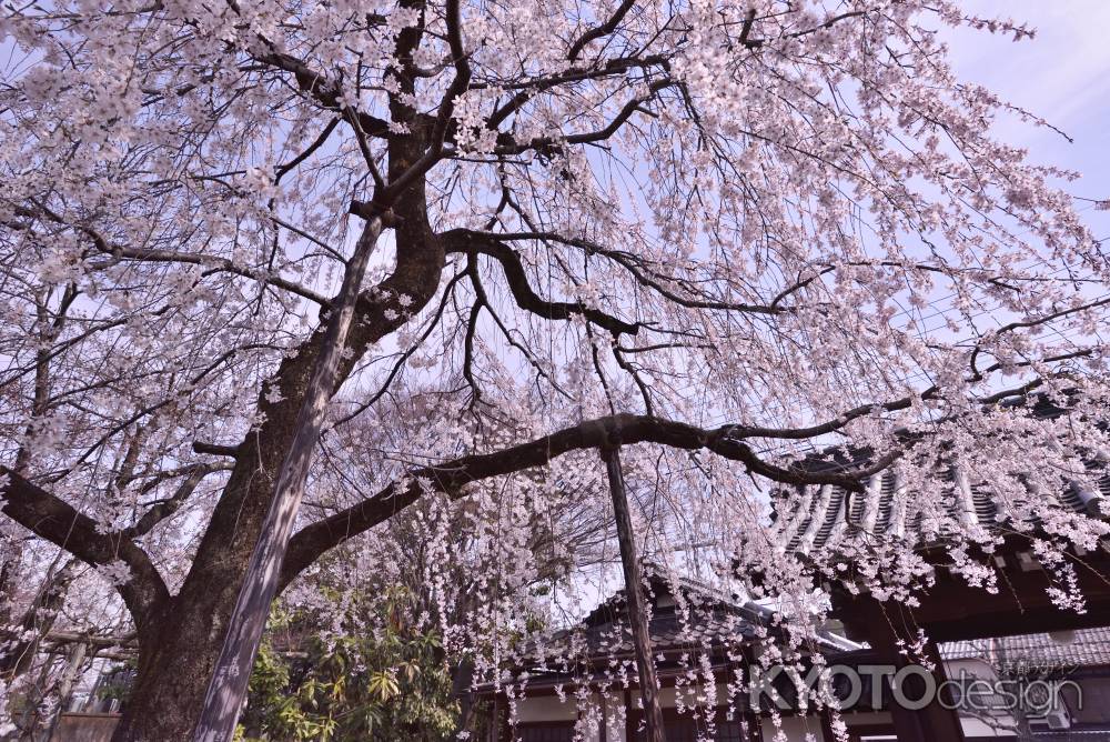 上品蓮台寺の桜（２）