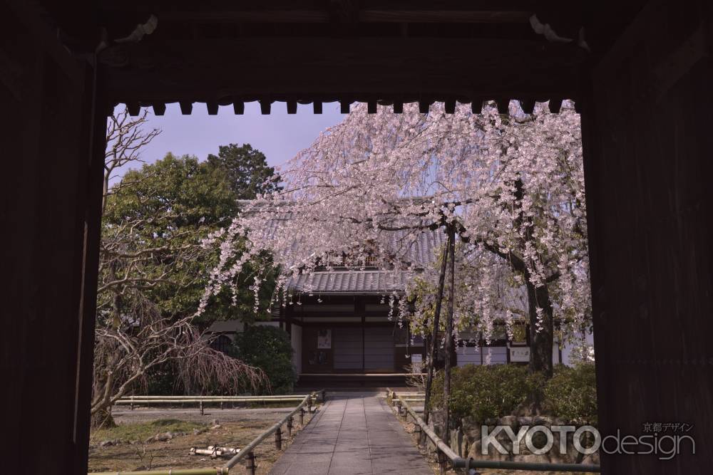 上品蓮台寺の桜（３）