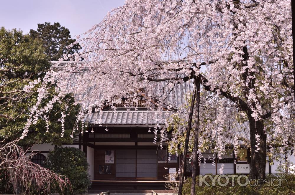 上品蓮台寺の桜（４）