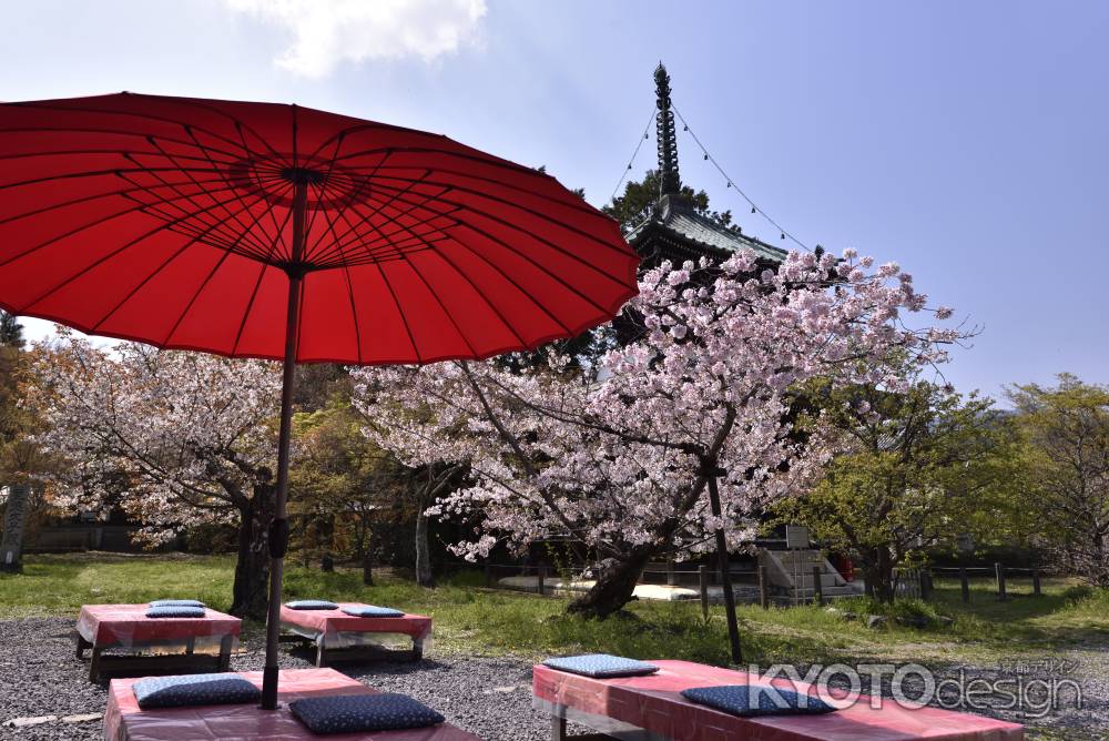 清凉寺の桜