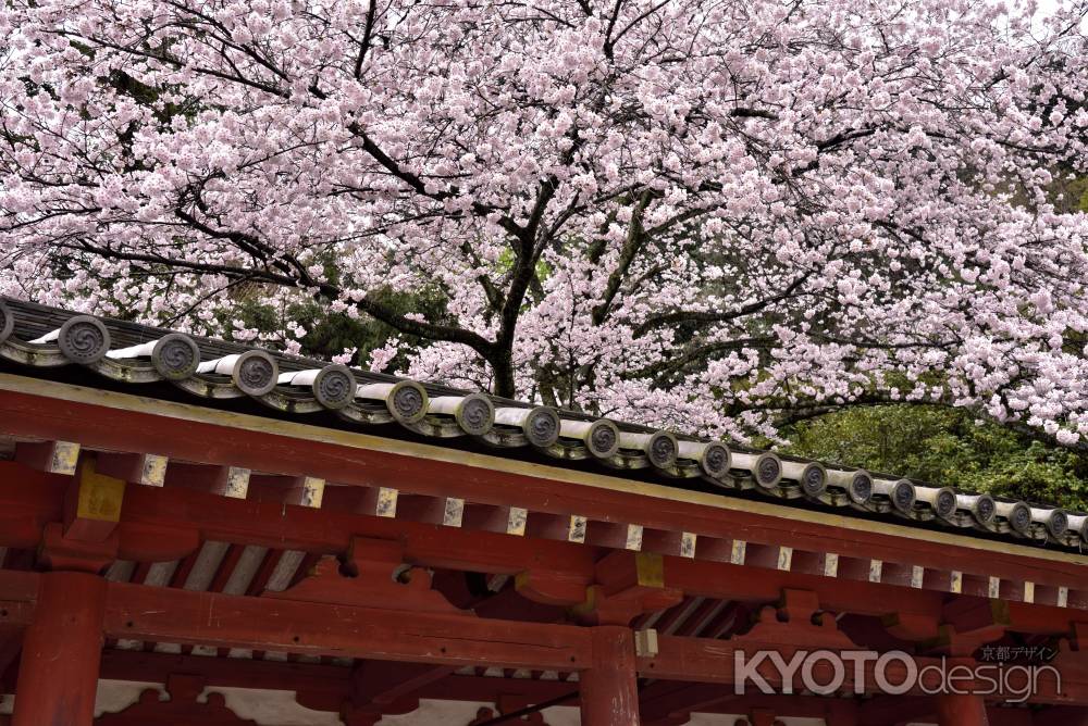 石清水八幡宮の桜（２）