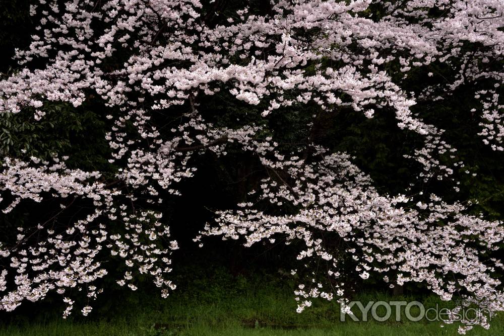 石清水八幡宮の桜（３）