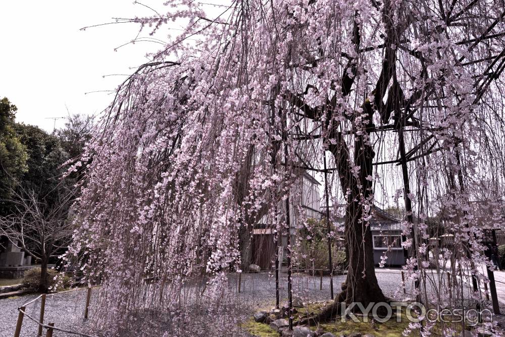 千本釈迦堂の阿亀さくら（２）