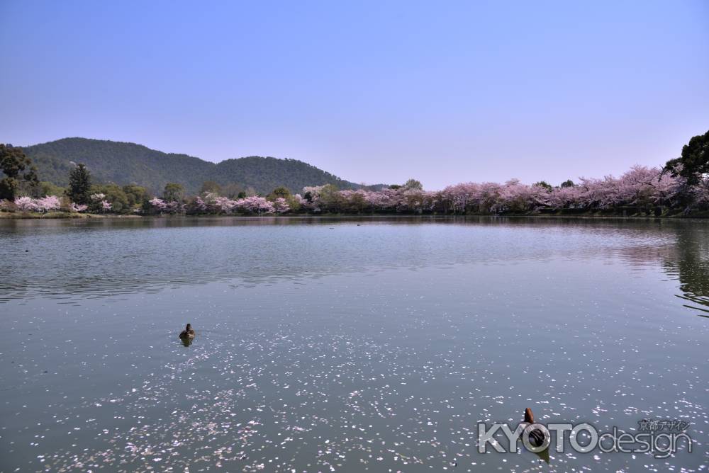 大沢池の桜（１）