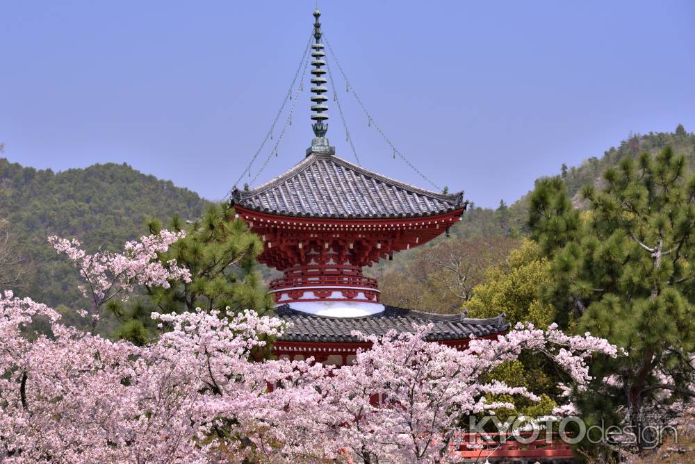 大沢池の桜（３）