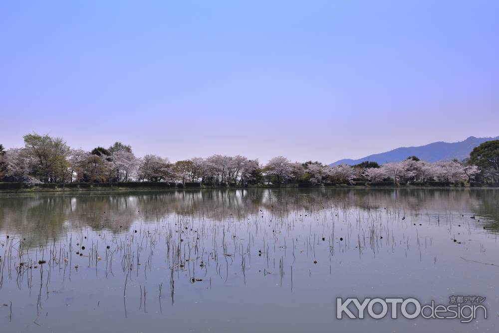 大沢池の桜（４）