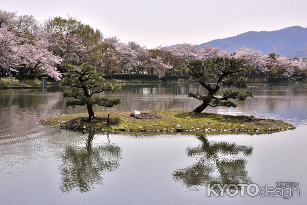 大沢池の桜（５）