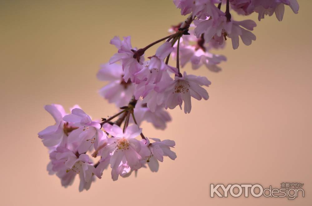 半木の道の枝垂れ桜（２）