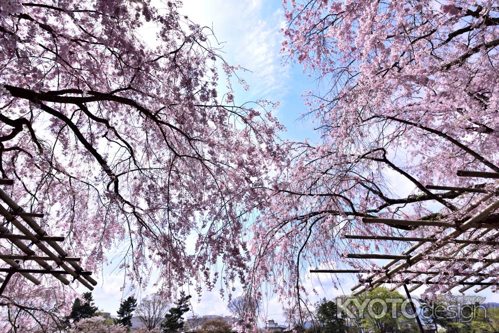 半木の道の枝垂れ桜（４）