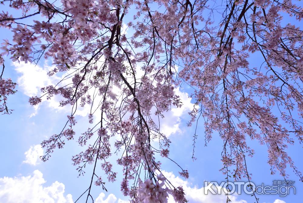 半木の道の枝垂れ桜（６）