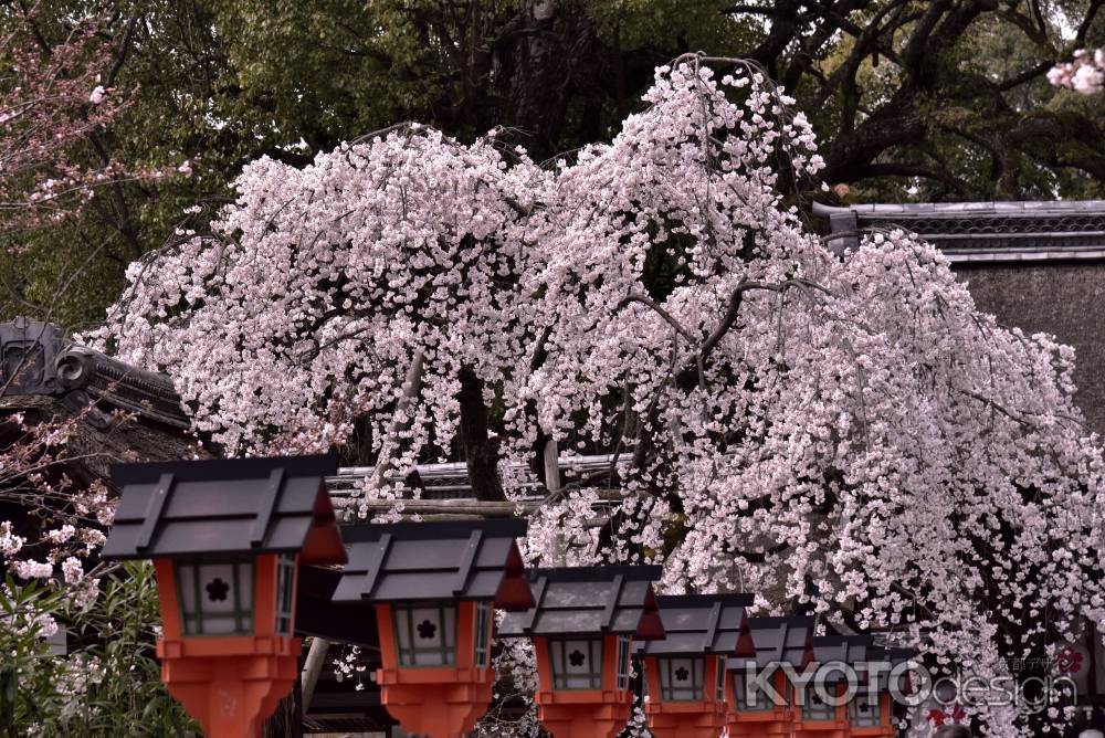 魁桜（１）