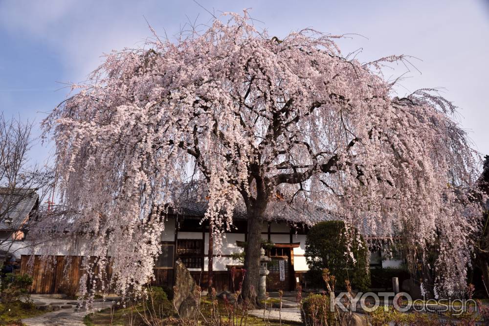 本満寺の大枝垂れ（１）