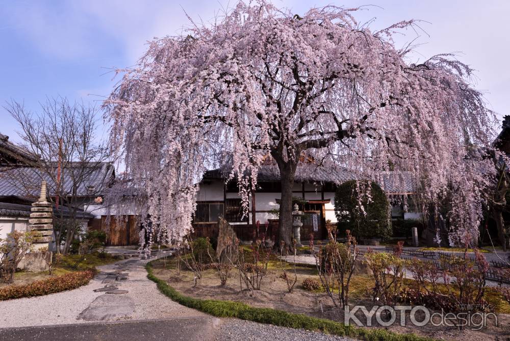 本満寺の大枝垂れ（３）