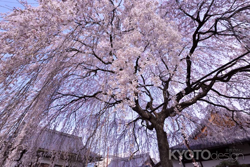 本満寺の大枝垂れ（４）