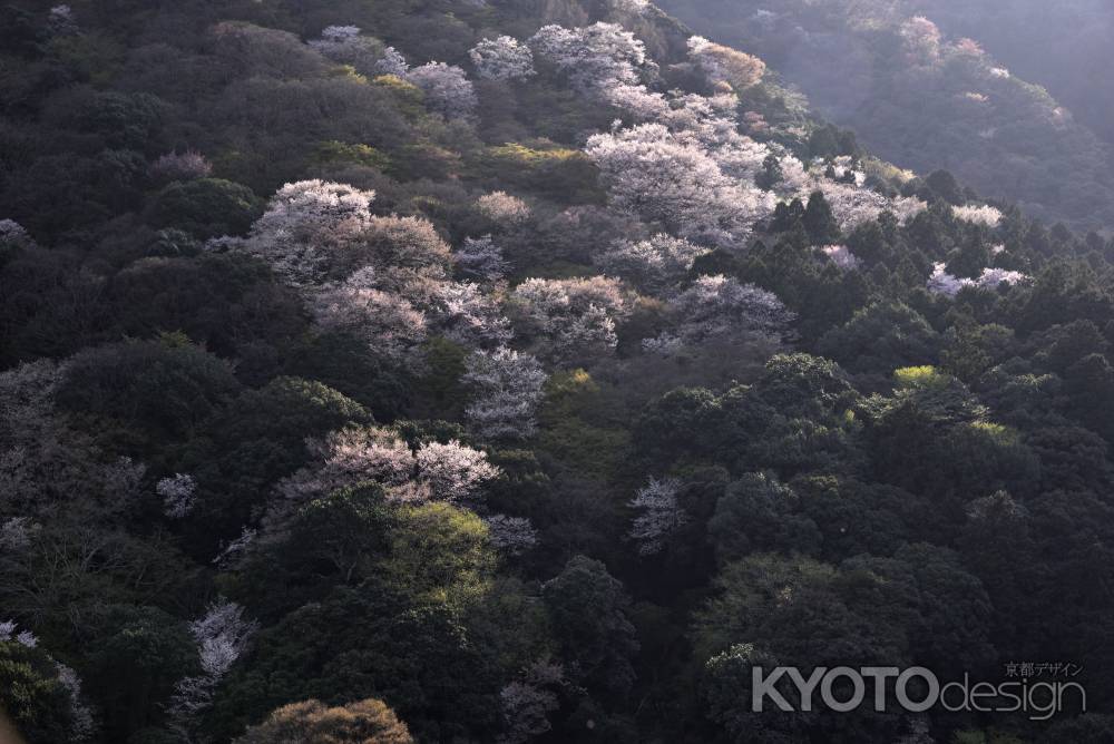 嵐山・山桜（１）