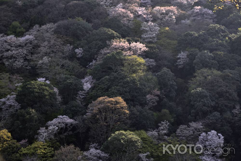 嵐山・山桜（２）