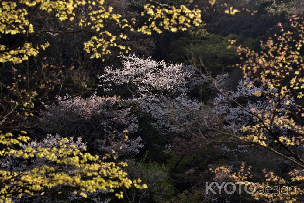 嵐山・山桜（４）