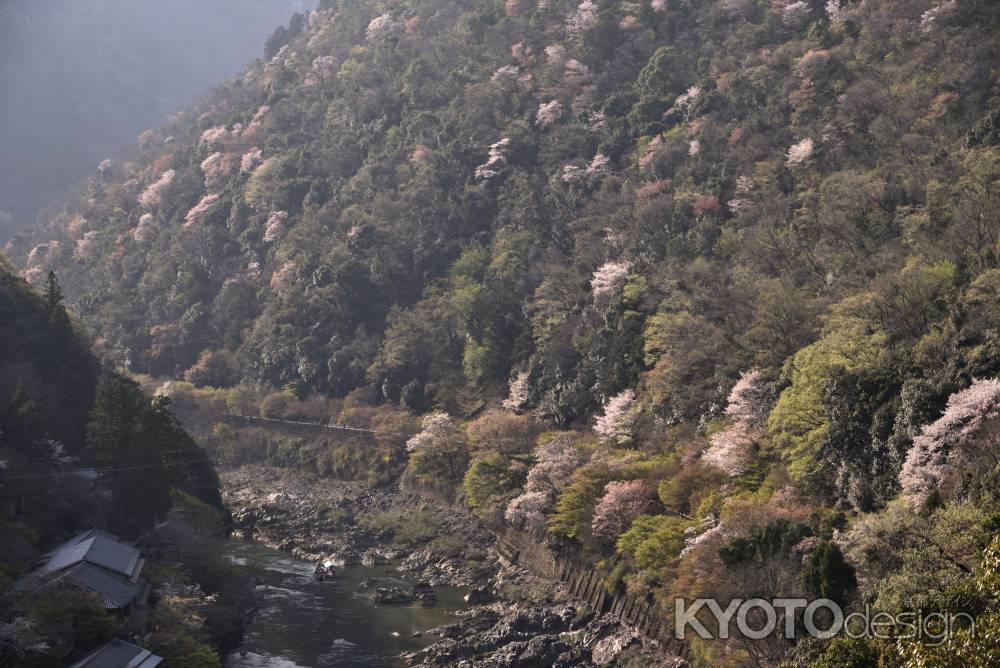 嵐山・山桜（５）